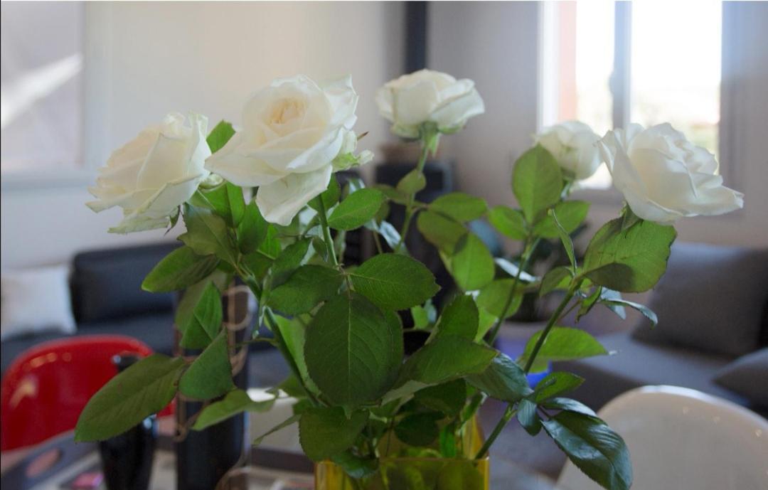 Appartement Pinede Man Yelle Sanary-sur-Mer Εξωτερικό φωτογραφία
